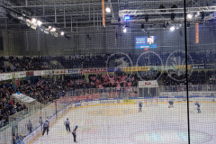 01.03.2024 | ESC Dresden vs. EC Bad Nauheim